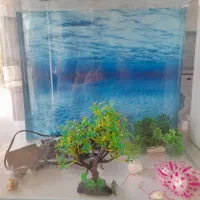 اکواریوم شرکتی