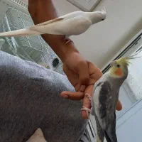 عروس هلندی نروماده سخنگو