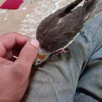 عروس هلندی|پرنده|سهند, |دیوار