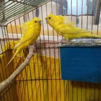 مرغ عشق پروانه ای فول مولد