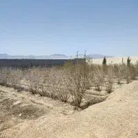 باغ-1000بامجوز-اصفهانک