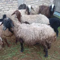 گوسفند بره دار