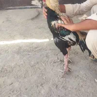 خروس|حیوانات مزرعه|چابهار, |دیوار