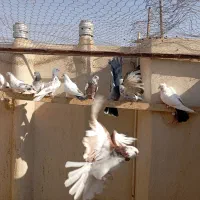 کبوتر فروشی|پرنده|قم, کیوانفر|دیوار