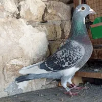 کبوتر پلاکی گرفتنی مسابقات بنزینگ پرینت دار