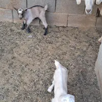 بزکهرجوان شکم چاقی قلودو