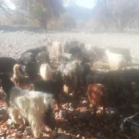 باسلام فروش 80 راس تیشتر بز وکلرجوان|حیوانات مزرعه|کازرون, |دیوار