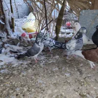 ۱۱ عدد کفتر کفتر|پرنده|کهنوج, |دیوار