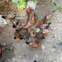 فروش مرغ تخم گذار رسمی