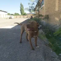 سگ گم شده|حیوانات|زنجان, |دیوار