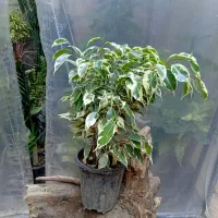 گل های اپارتمانی