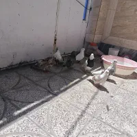 باسلام خدمت عشق بازان چهار جفت کفتر جوجه کن