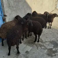 بره نروماده مناسب پرواربندی فروشی