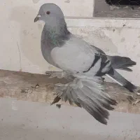 کبوتر للهلی