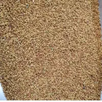بذریونجه گرمسیری ومحلی