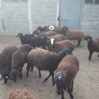 بره نر|حیوانات مزرعه|هشتگرد, تهران دشت|دیوار