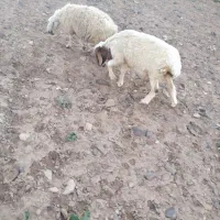 قوچ سنجابی