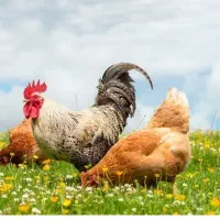 مرغ و خروس و غاز و قو غاز و بوقلمون