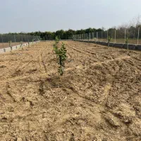 زمین باغی ۹۱۰متری|فروش زمین و ملک کلنگی|کیاکلا, |دیوار