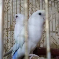 طوطی برزیلی|پرنده|شیراز, سلطان آباد|دیوار
