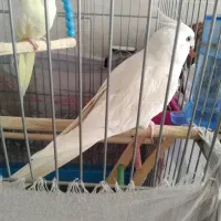 عروس هلندی