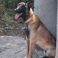 سگ مالینویز مخصوص نگهبانی و گارد نر یک ساله|سگ|سنگر, |دیوار