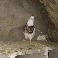 طوقی خرمایی نر