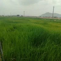 فروش بذرقرمز برای نشا جهت کشت