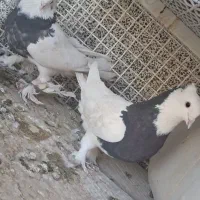 کیوتر تهرونی یا شیخ شیرازی|پرنده|شیراز, وزیرآباد|دیوار