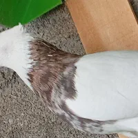 جفت طوقی اصیل