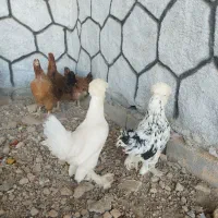 مرغ تخم گذار