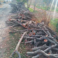 ۴۰ تن چوب خشک درخت آلو