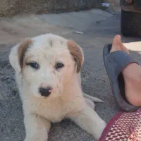 سگ سرابی|سگ|هشتگرد, شهرک وحدت|دیوار