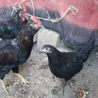 خروس رسمی|حیوانات مزرعه|رباط‌کریم, الارد|دیوار