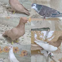 گم کردم دیشب ابناروجلتم بودن به قیمت بالا میخوام