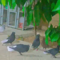 دسته کفتر با کبوتر رنگی دمی سینه دم سفید طوقی|پرنده|زرقان, |دیوار