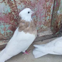 کفتر طوقی|پرنده|سنندج, |دیوار