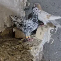 کفتر یا کبوتر نرو ماده|پرنده|قزوین, |دیوار