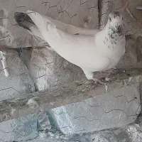 سه عدد کفتر نقش