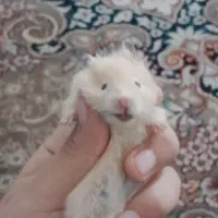 همستر بامزه