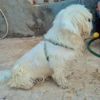 سگ بامزه
