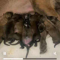 بلژین ملینوا