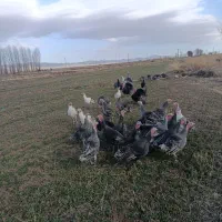 بوقلمون ماده محلی