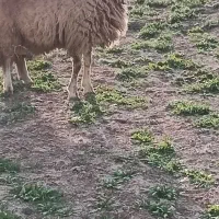 بره سنجابی و بز سانن