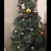 کاج سوزنی. ساخت چین