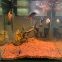 اکواریوم ریملس ۴۰/۴۰/۴۰/۴۰