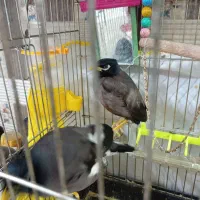 مینا|پرنده|مشهد, کشف|دیوار