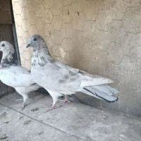 کبوتر|پرنده|تهران, شوش (باغ آذری)|دیوار