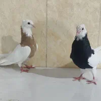 طوقی|پرنده|کاکی, |دیوار