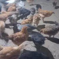 نیمچه مرغ محلی|حیوانات مزرعه|اهواز, کوی مندلی(سه راه خرمشهر)|دیوار